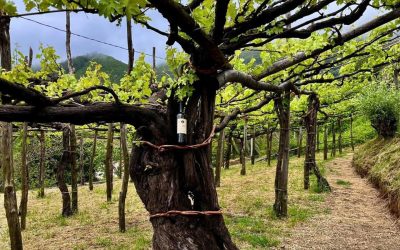 Heroic Viticulture … it’s a thing