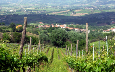 Spectacular White Wines from Campania