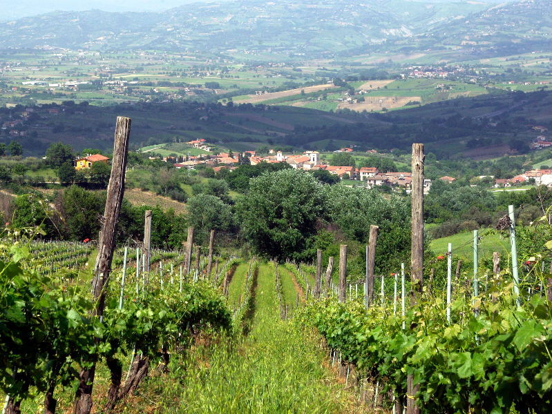 Spectacular White Wines from Campania
